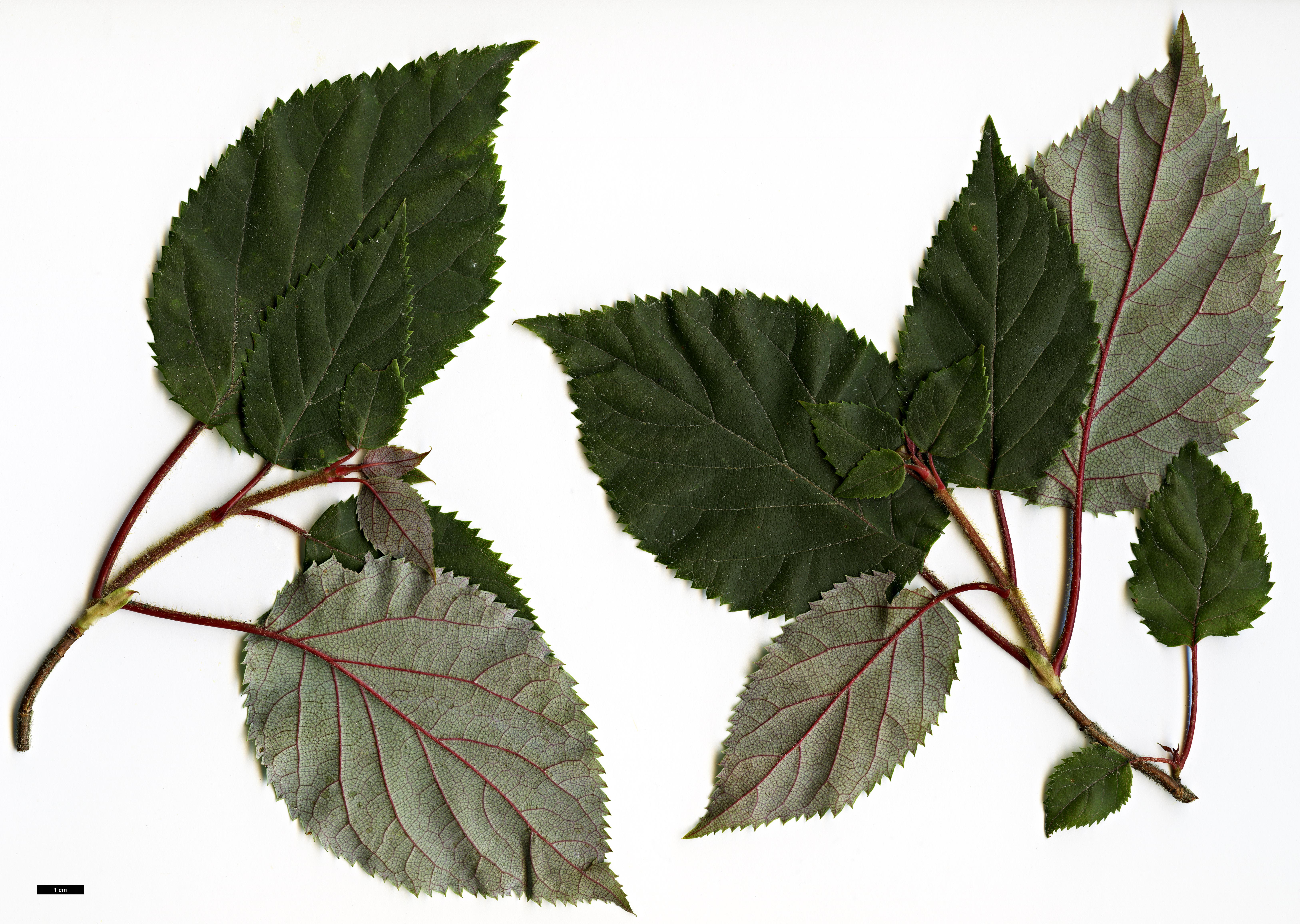 High resolution image: Family: Hydrangeaceae - Genus: Hydrangea - Taxon: anomala - SpeciesSub: subsp. petiolaris
